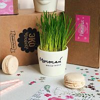 набор для выращивания eco мини-кашпо «мечтай масштабно» в Саратове