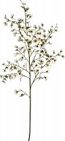 декор oncidium orchid в Саратове