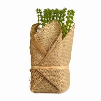 растение декоративное potted herb polini в Саратове