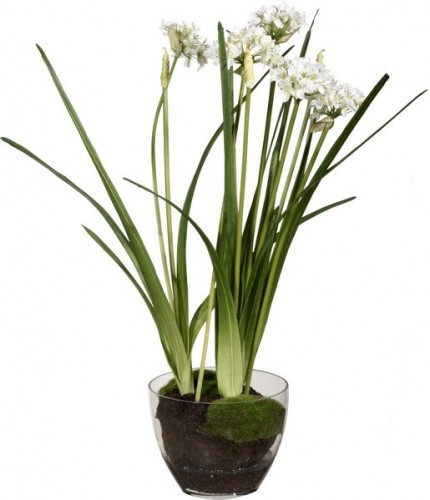 декор allium в Саратове