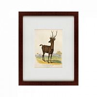 картина: a rusa deer, 1830 в Саратове