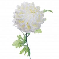 хризантема белая 63 см (24) в Саратове
