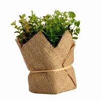растение декоративное potted herb kolina в Саратове