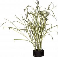 декор reeds and leaves в Саратове