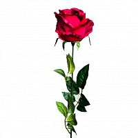 роза бордовая 71 см (24) в Саратове