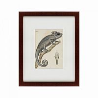 картина: chameleon, 1706 в Саратове