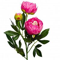 пион розовый 64 см (24) в Саратове